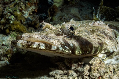Красное море. Нумидия