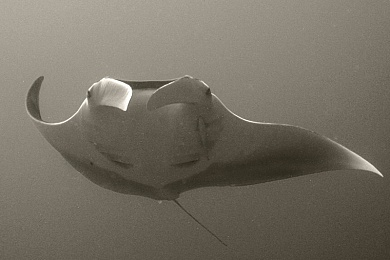 Красное море. Нумидия