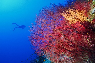 Красное море. Нумидия